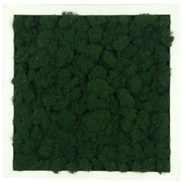 Painting made of dark green reindeer moss in a 25x25cm white wooden frame